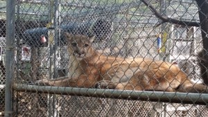 Southwest Wildlife Lion Scottsdale