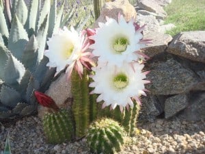 Cacti_flowers