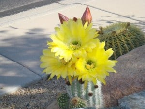 Cacti_flowers_2