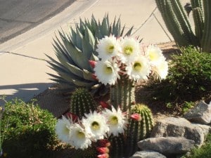 Cacti_flowers_3