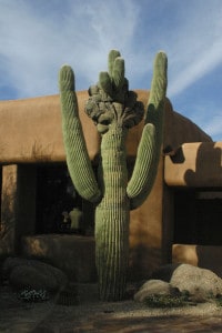 Special_saguaro_3758