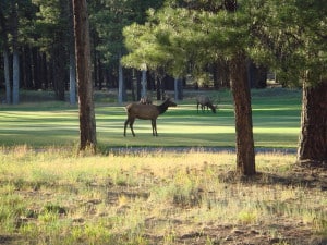Elk on Golf Course Forest Highlands Flagstaff AZ