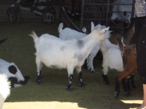 Petting Zoo at Schnepf Farms Peach Festival 2011