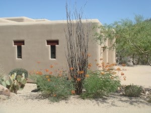 Scottsdale AZ plants Scottsdale Mexican bird of paradise