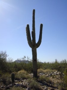 Scottsdale Desert Homes Ancala