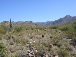 Scottsdale AZ Desert Living