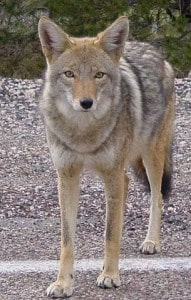Southwest Wildlife Coyote