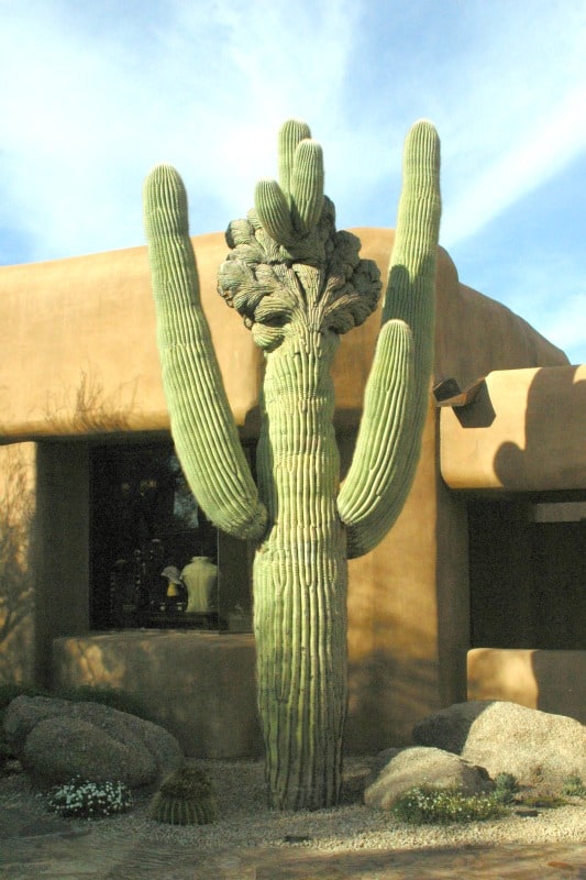 Crested Sagauro at Apache Clubhouse Desert Mountain Scottsdale