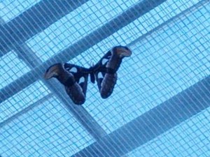 Atlas Moth at Butterfly Wonderland