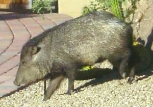 Arizona Javelina Peccary