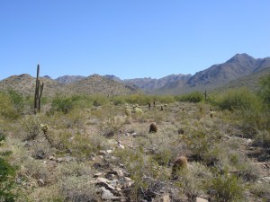 85255 Scottsdale Desert Landscape