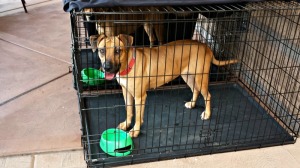 Scottsdale Dog for Adoption