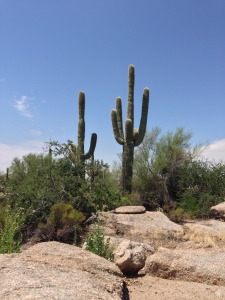 Troon North Scottsdale AZ Landscape