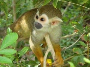 Squirrel Monkey Phoenix Zoo