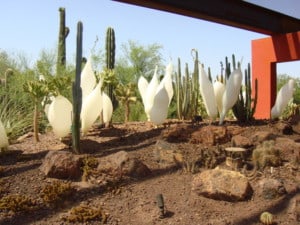 Scottsdale events Desert Botanical Garden