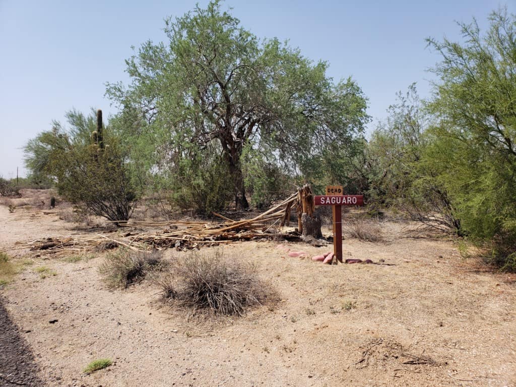 Scottsdale saguaro