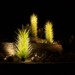 Desert Botanical Garden Phoenix AZ