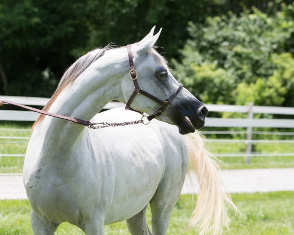 Arabian Horse Show 2021 Scottsdale