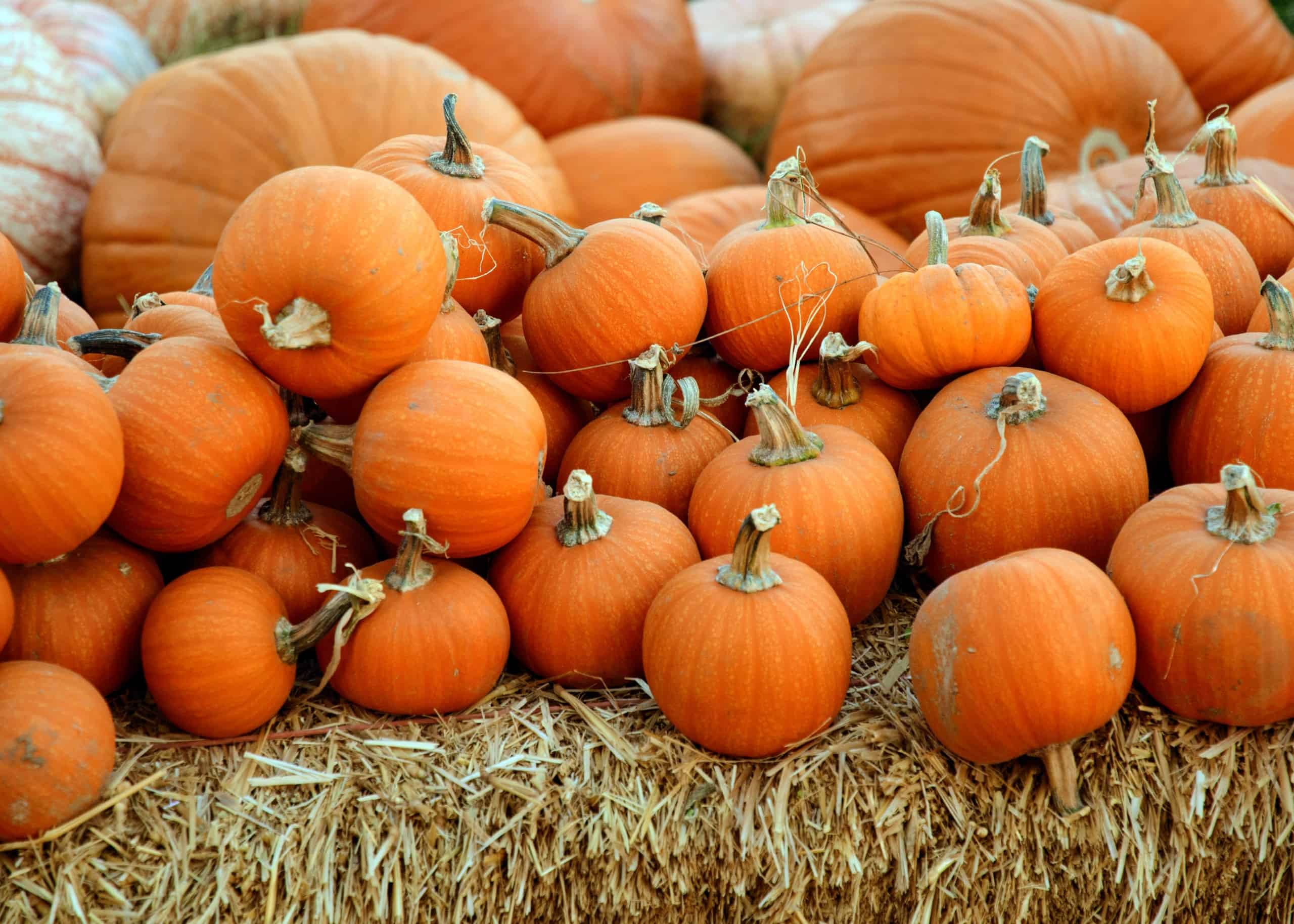 Halloween Events In Scottsdale For 2021