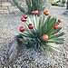Holidays in Scottsdale