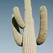 green cactus